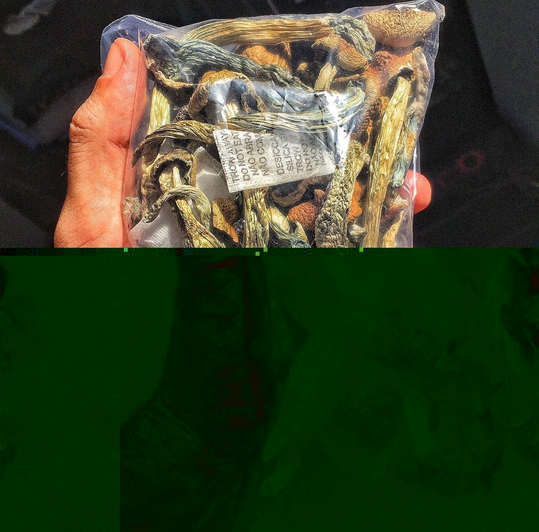 Golden Teacher | Shrooms | Mushrooms